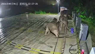 8月6日晚，中国云南，一群野象在路上闲逛，因为充电桩的线绊了母象的腿，公象气愤地上前将充电桩推倒。🤣