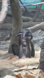 原生态的逗娃方式。